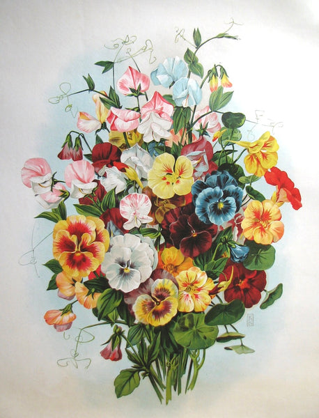 1900 Antique Victorian Pansy Flower Parlor Print Vintage Poster